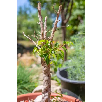 Ficus Benjamina Plant